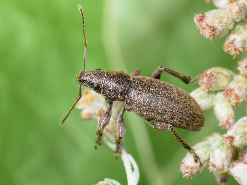 Brachyderes incanus (Linnaeus, 1758)